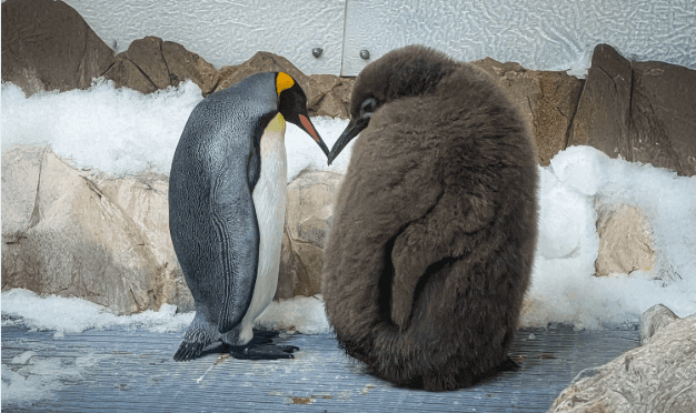 Get to Know Pesto the Penguin